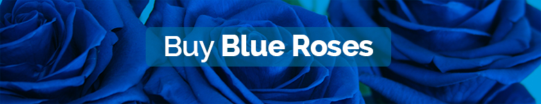 Buy Blue roses - Verdissimo