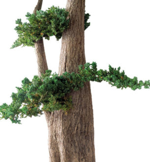 Jumbo Juniperus - Verdissimo