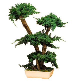 Bonsai Procumbens - Verdissimo