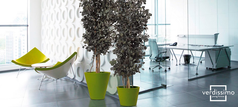 The Types of Eucalyptus at Verdissimo and Their Different Uses verdissimo