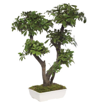 Bonsai Tobira / Tenuifolium - Verdissimo