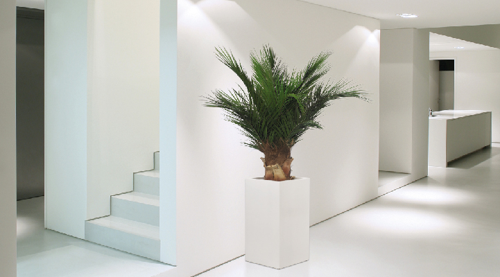 Phoenix Palm Tree - Verdissimo