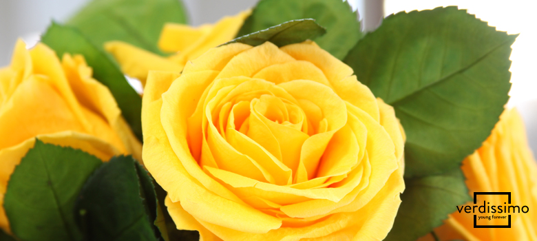 The Meaning Of Yellow Roses Verdissimo