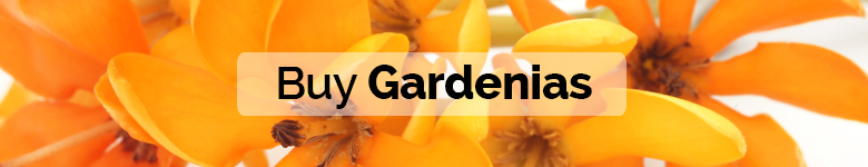 banner significado gardenia ING - verdissimo
