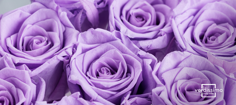 Details 100 rosas de color lila