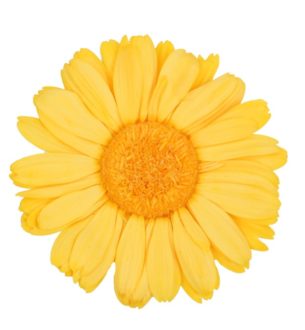 Gerbera Standard - Verdissimo