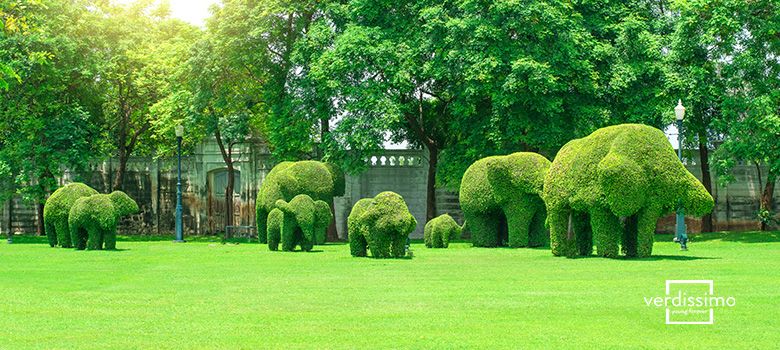 decoration with preserved topiary - verdissimo