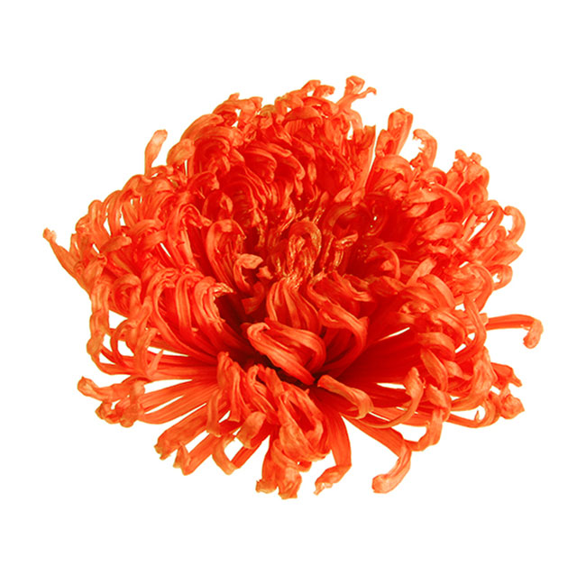 The meaning of chrysanthemums - Verdissimo